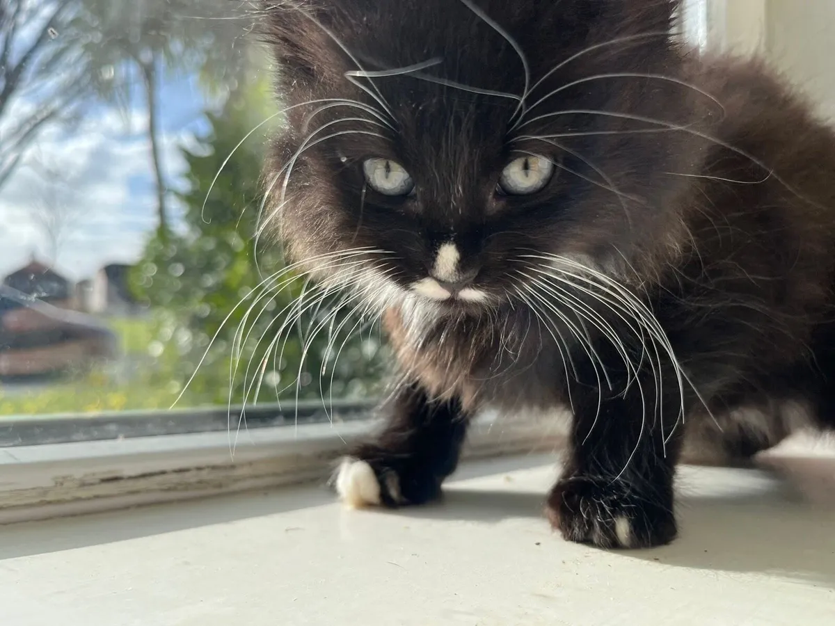 Piercing‑Eyed Maine Coon Cross - Image 3