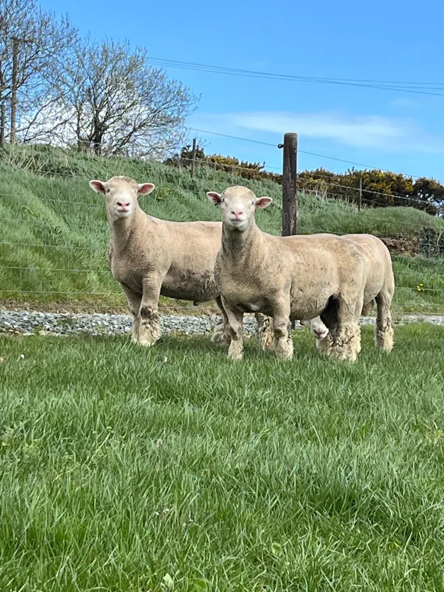 Poll Dorset rams - Image 2