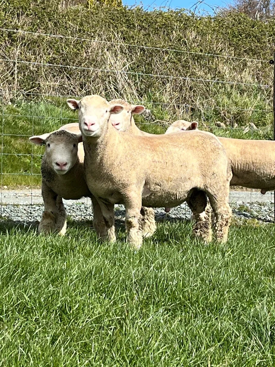 Poll Dorset rams - Image 3