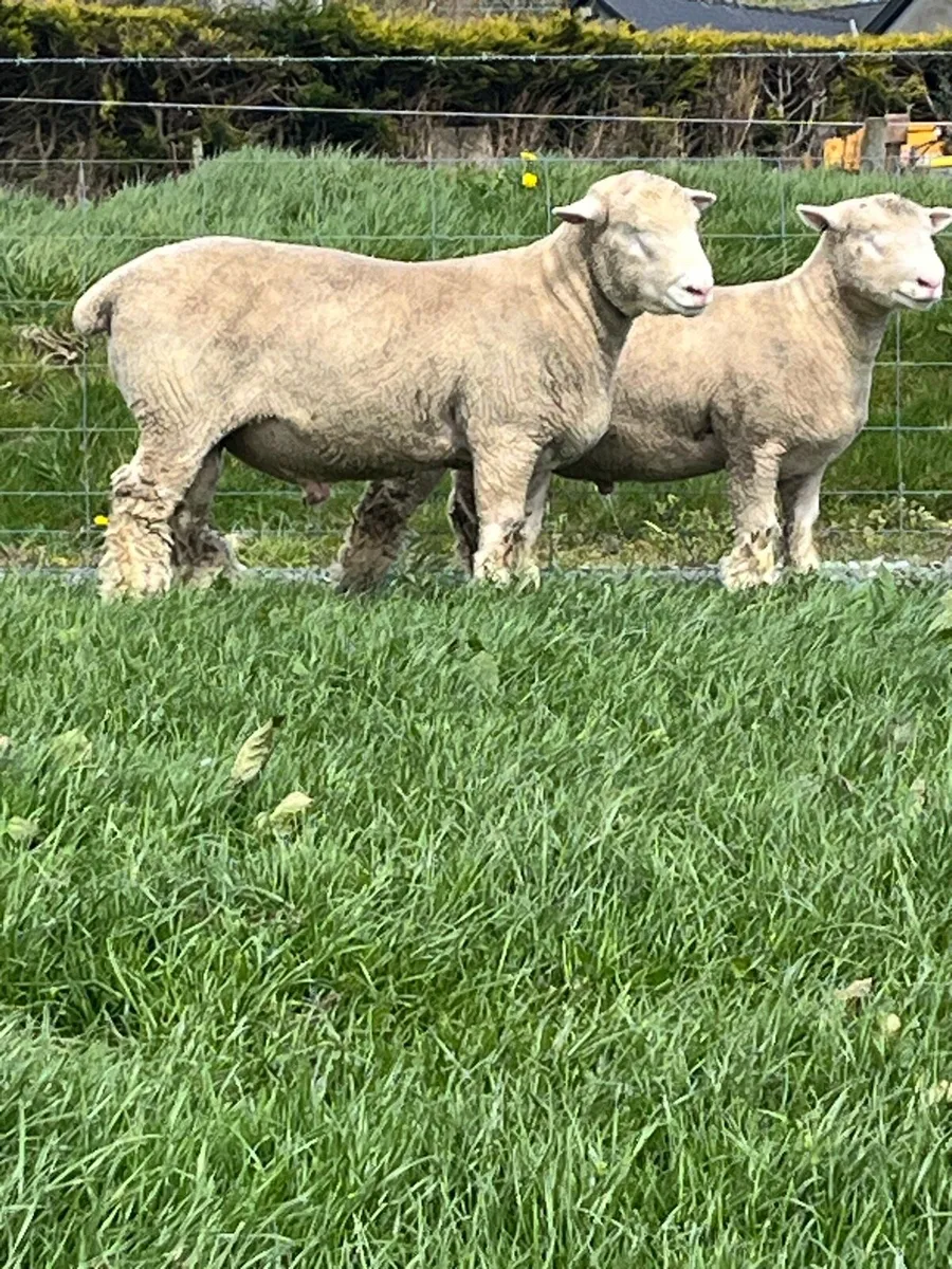 Poll Dorset rams - Image 1