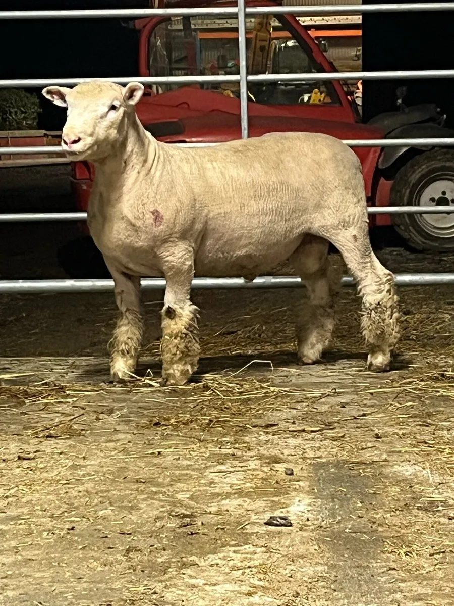 Poll Dorset rams - Image 4