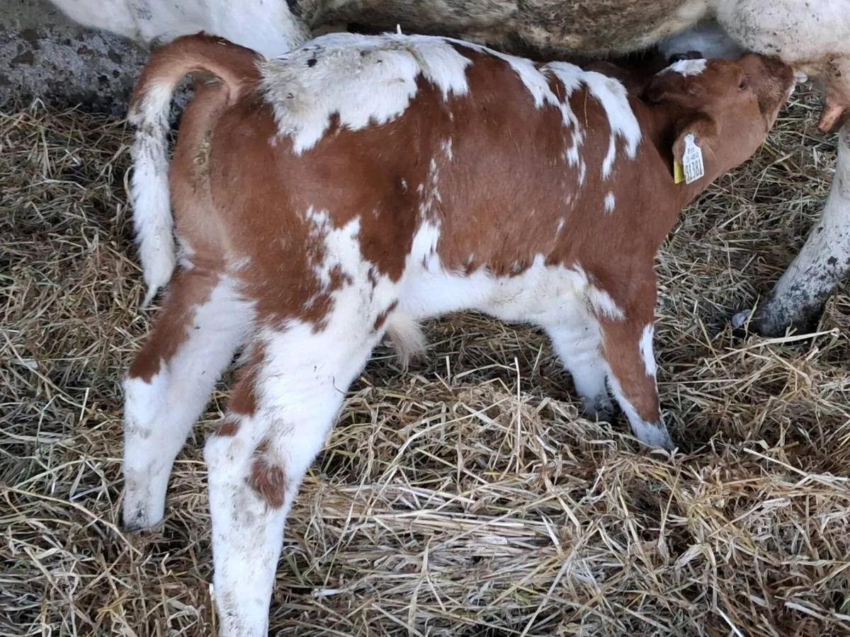 Red Belgian Blue Bull Calf - Image 1