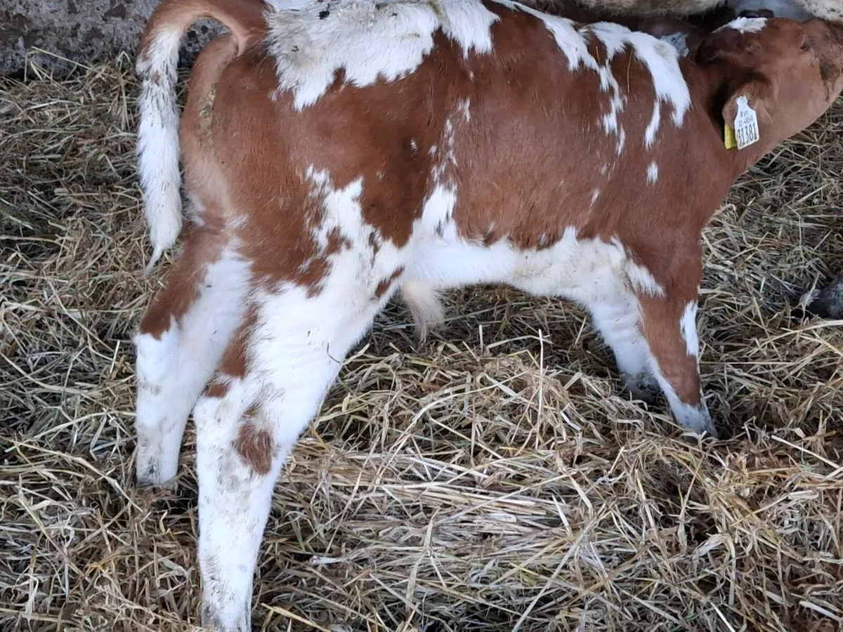Red Belgian Blue Bull Calf - Image 2
