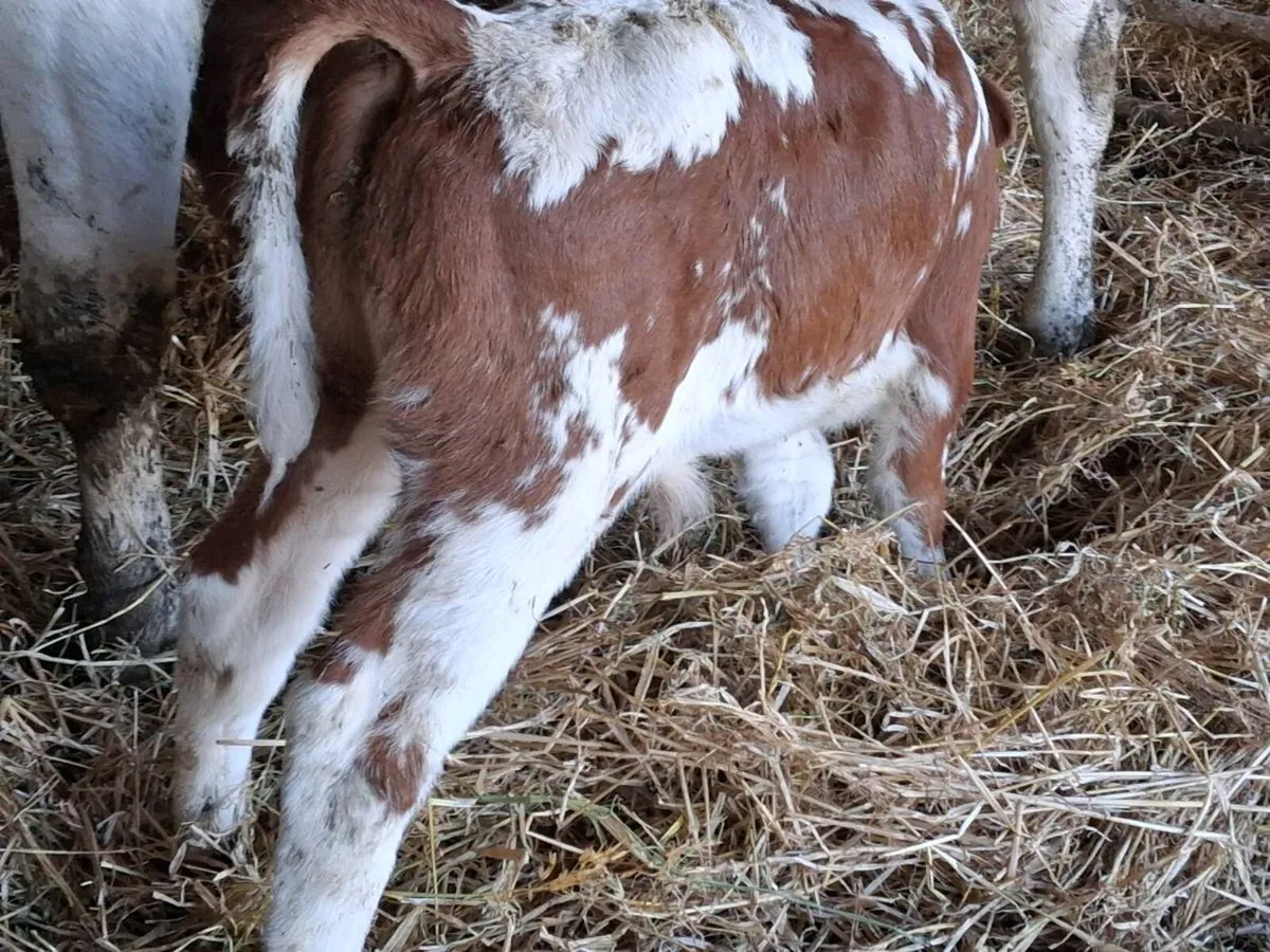 Red Belgian Blue Bull Calf - Image 3
