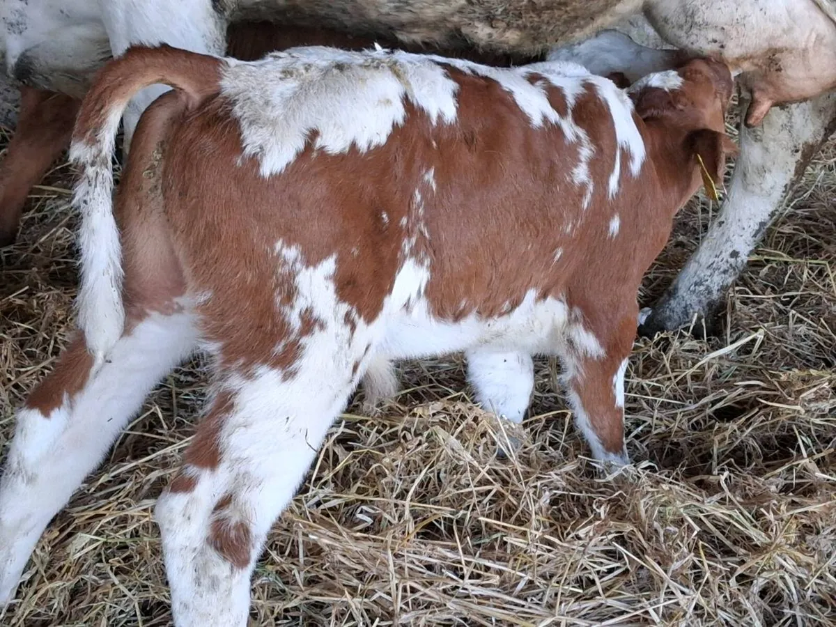 Red Belgian Blue Bull Calf - Image 4