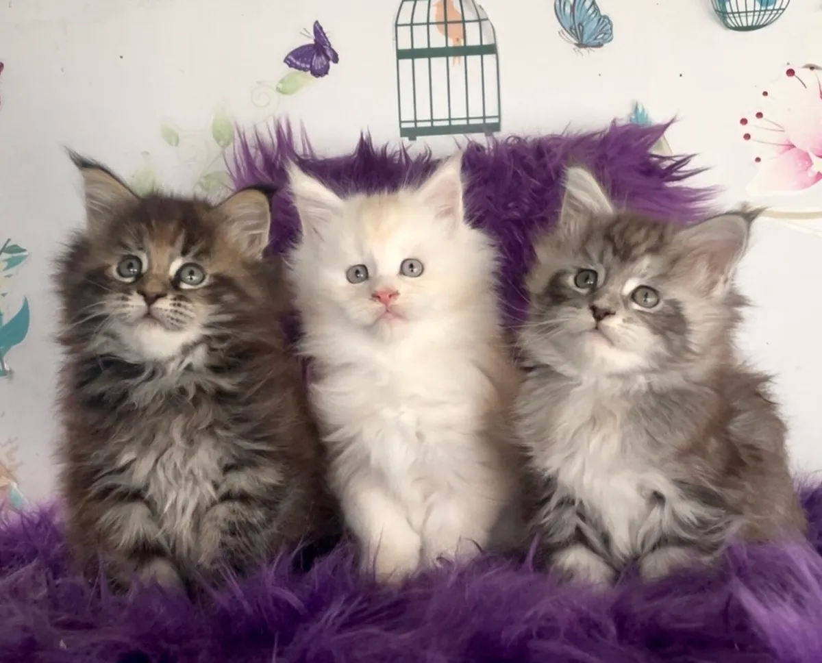 Maine coon kittens - Image 1