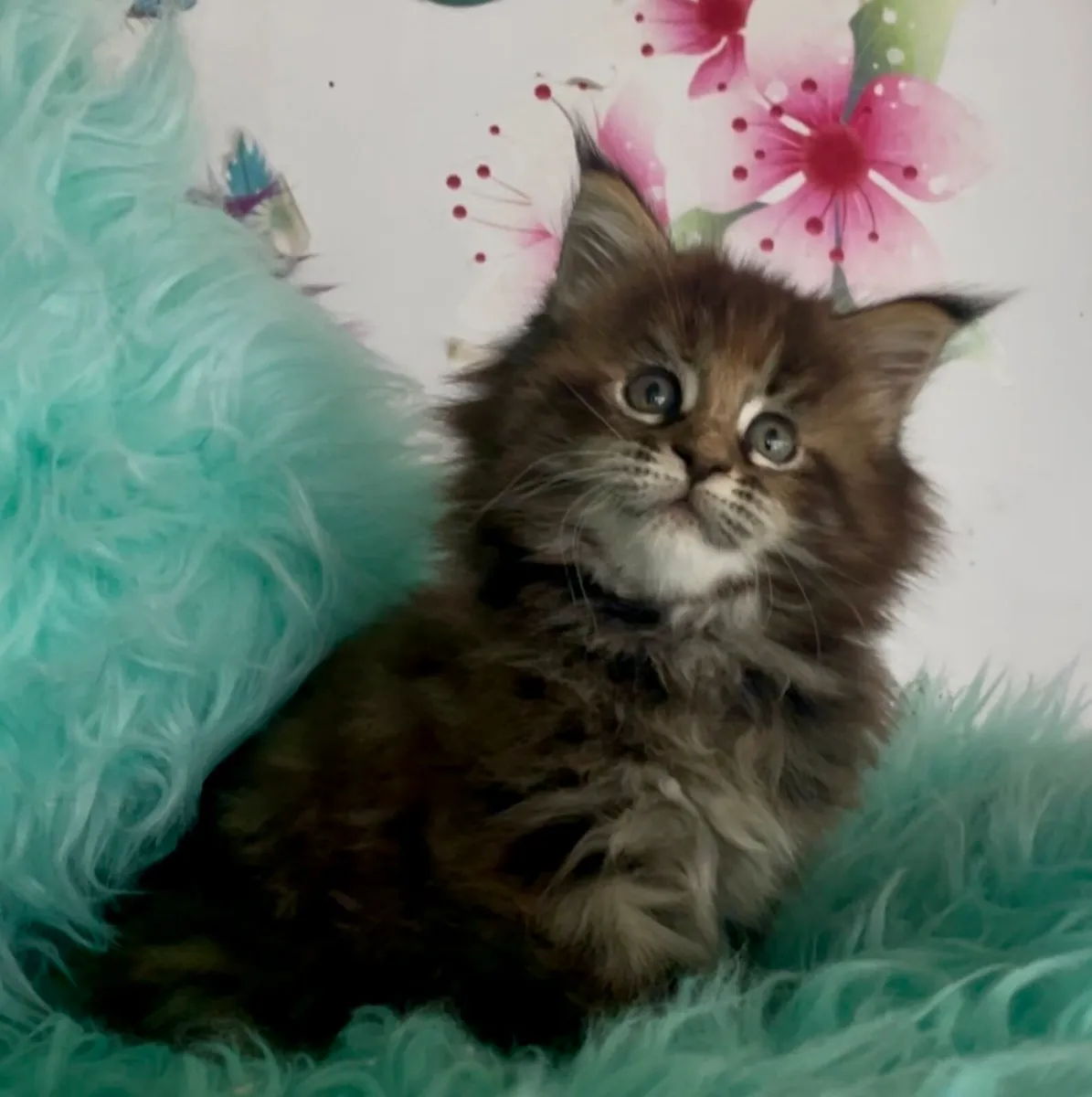 Maine coon kittens - Image 2