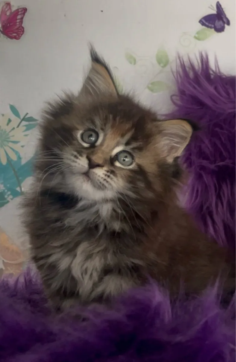 Maine coon kittens - Image 3
