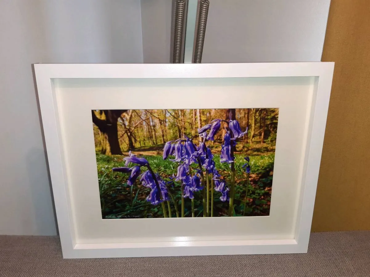 Ballyannan Woods - Image 1