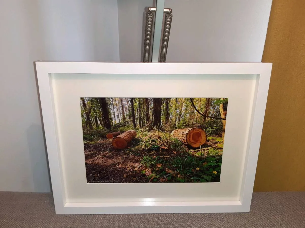 Ballyannan Woods - Image 2