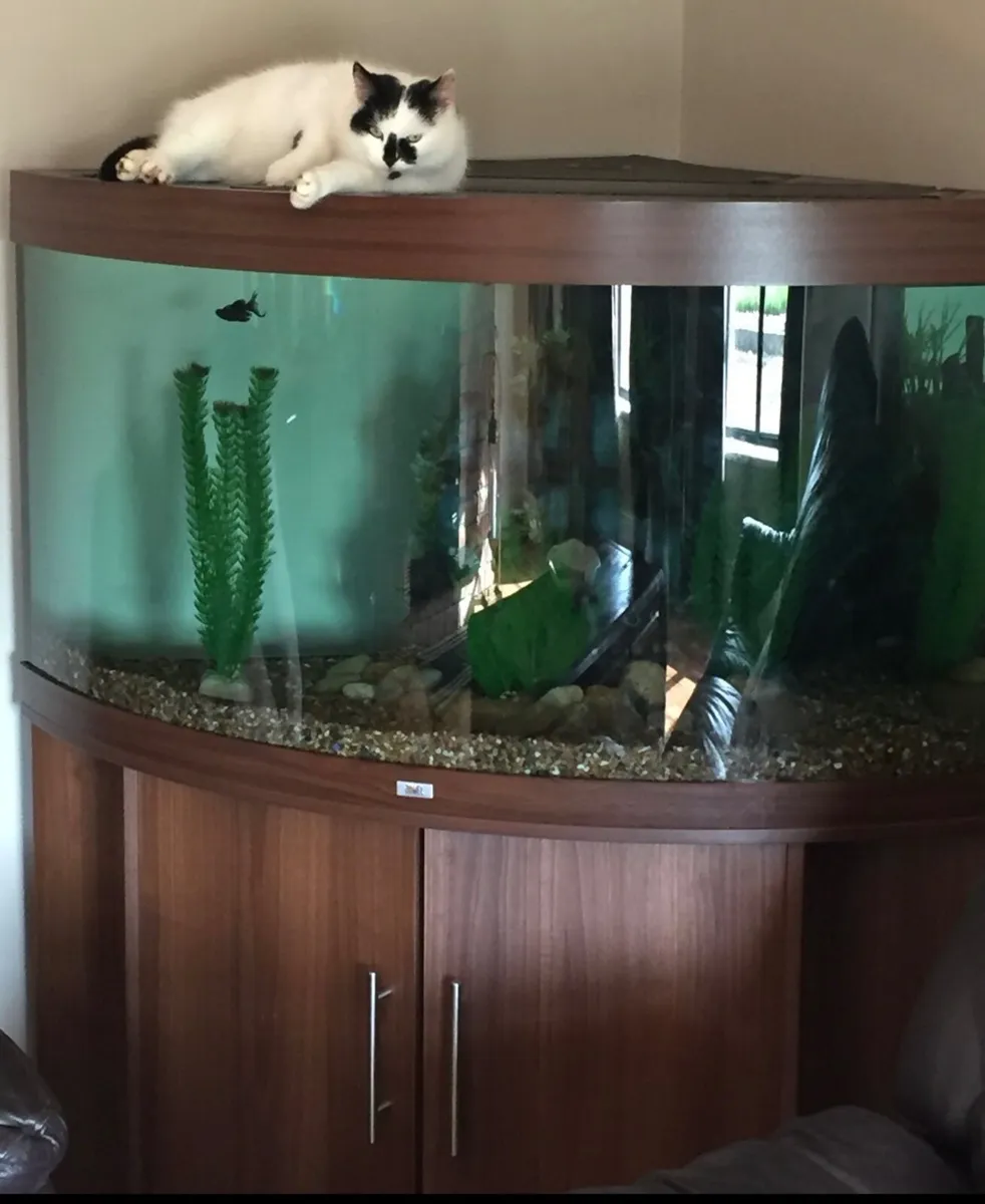 Fishtank - Image 1