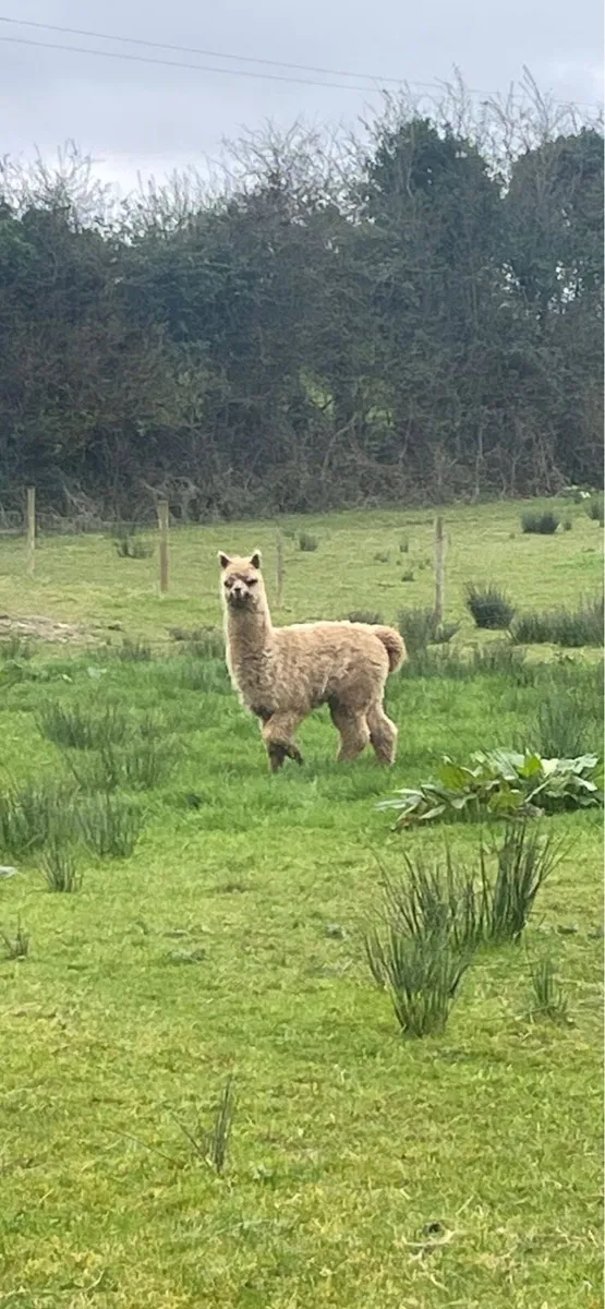Male Alpacas - Image 2