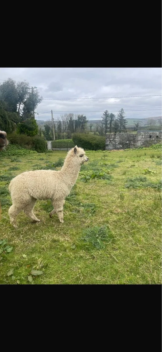 Male Alpacas - Image 3