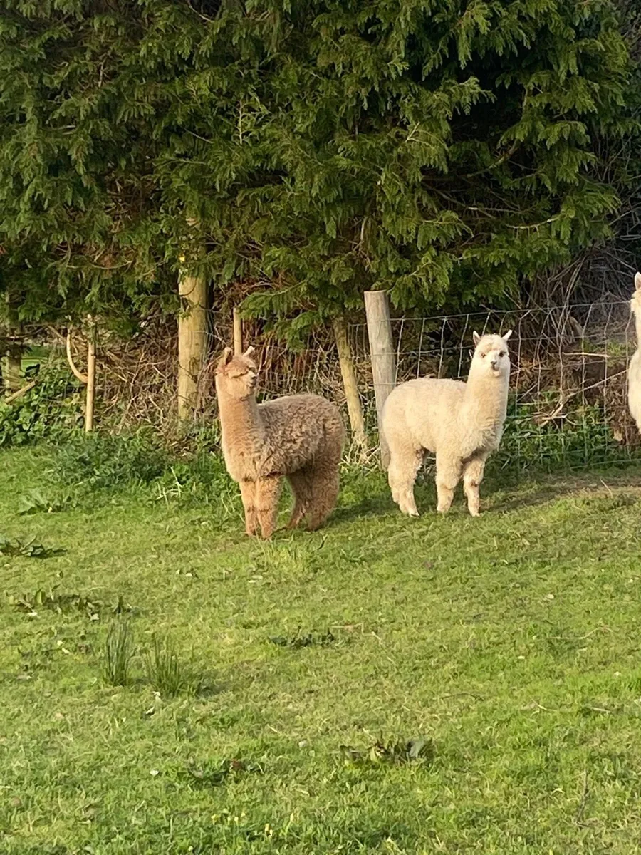 Male Alpacas - Image 1