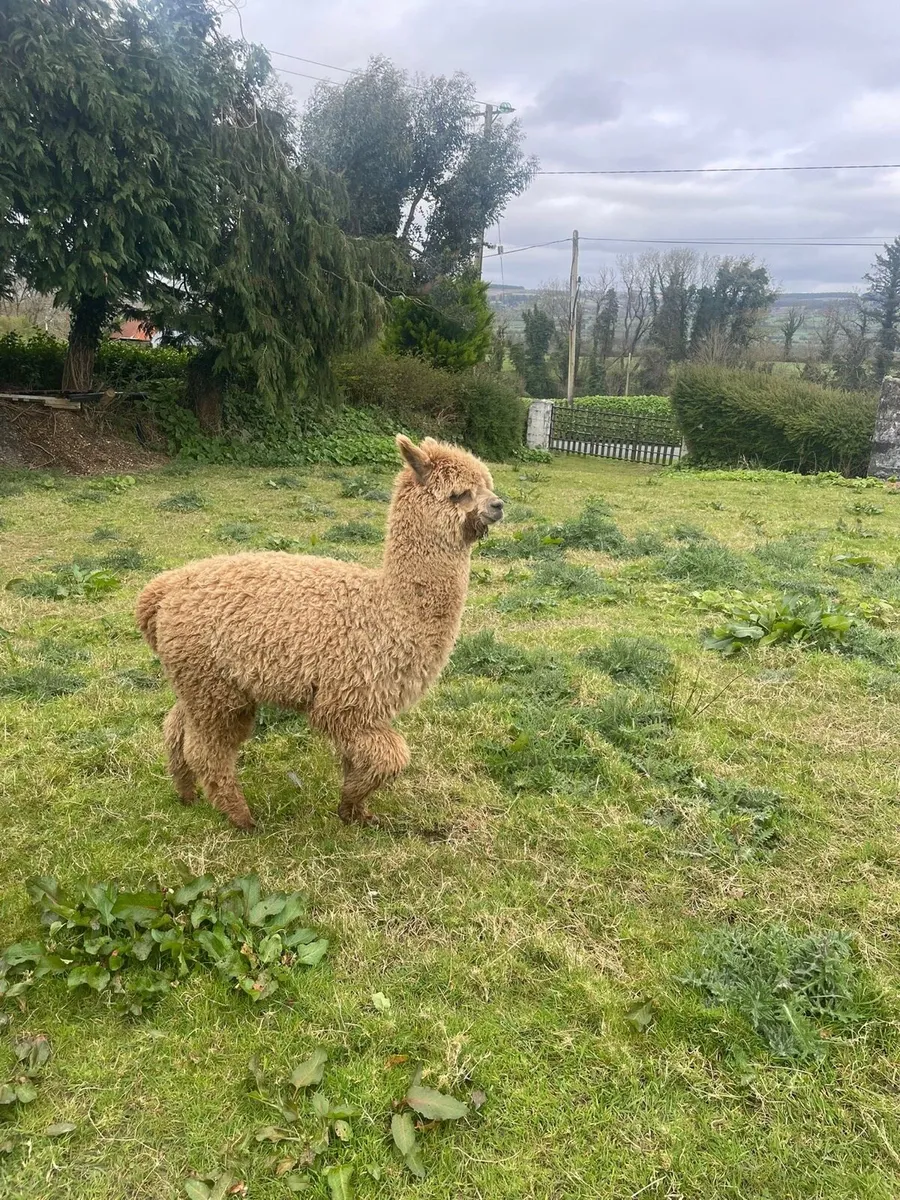 Male Alpacas - Image 4