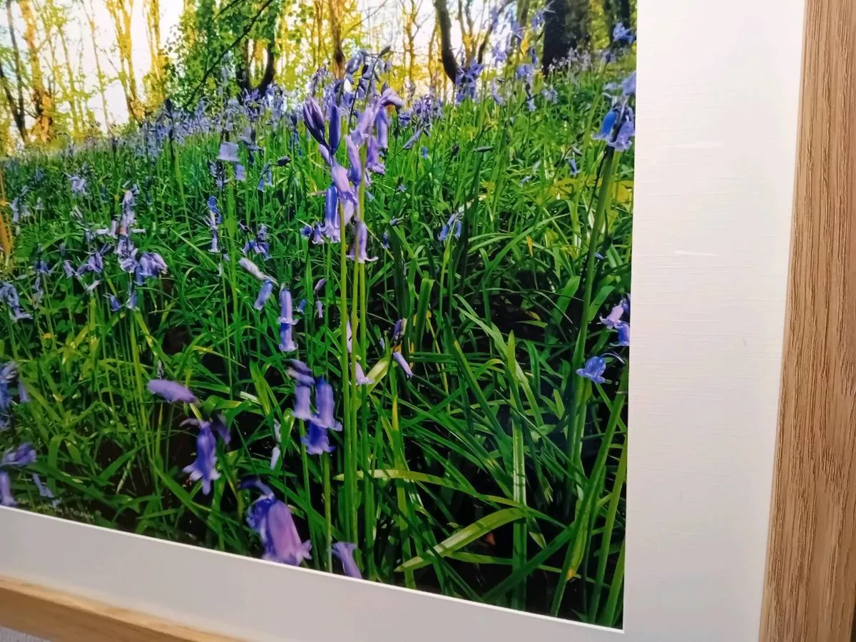 Bluebells in Ballyannon Woods - Image 3
