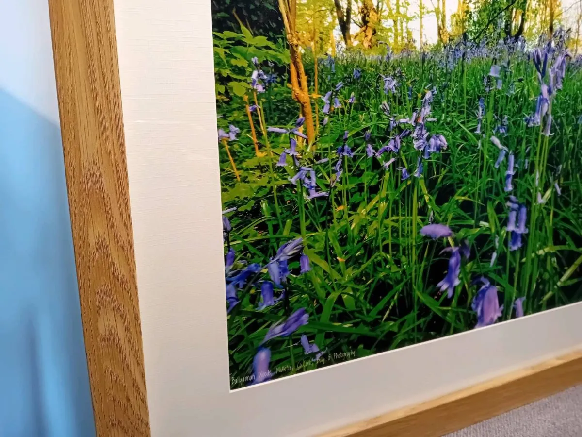 Bluebells in Ballyannon Woods - Image 4
