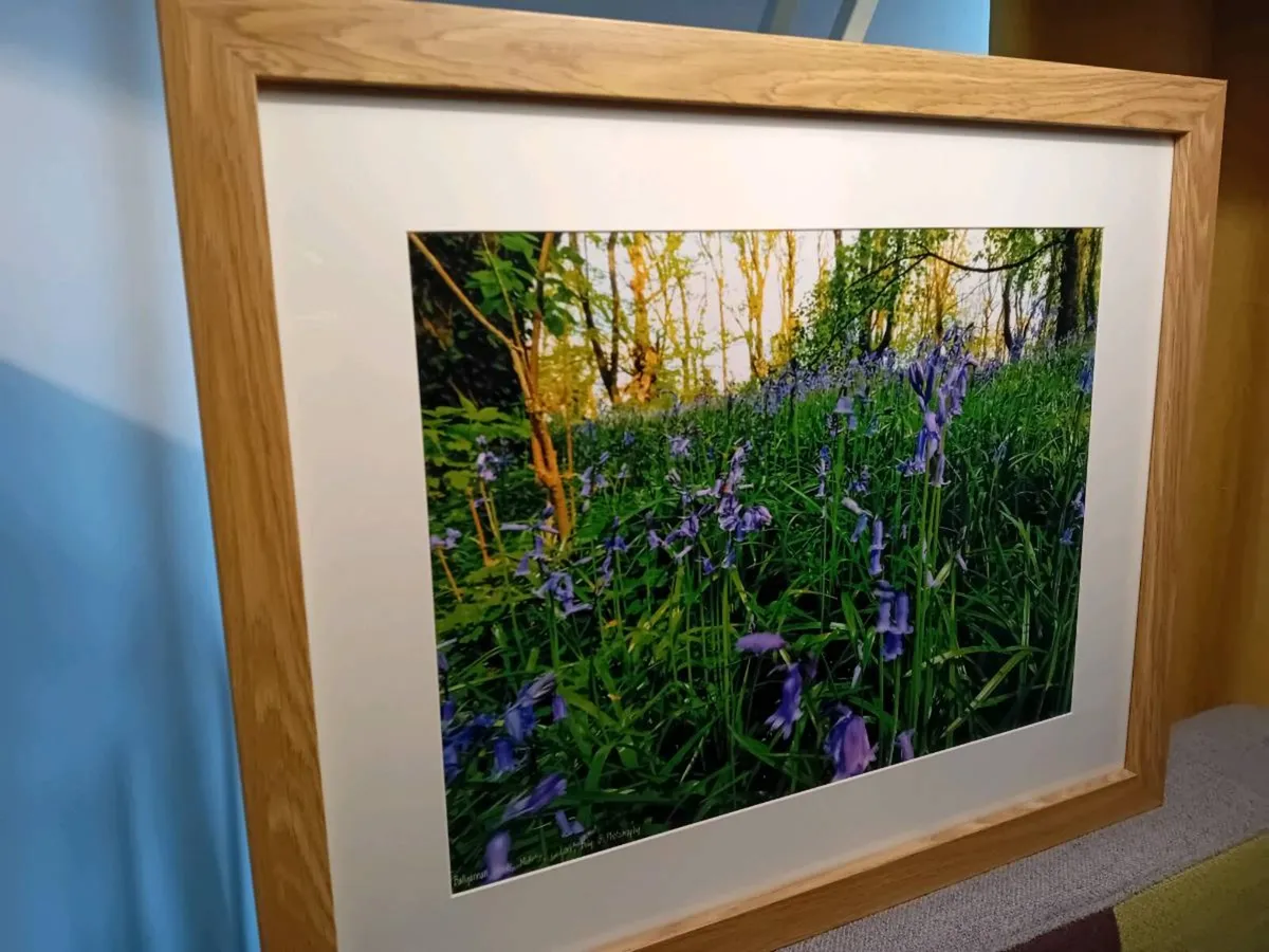 Bluebells in Ballyannon Woods - Image 2