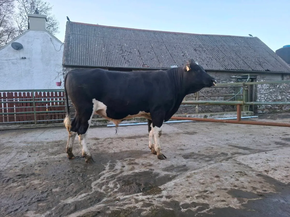 Friesian bull - Image 3