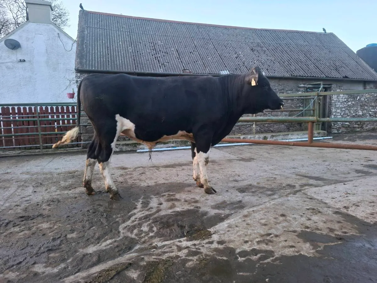 Friesian bull - Image 4