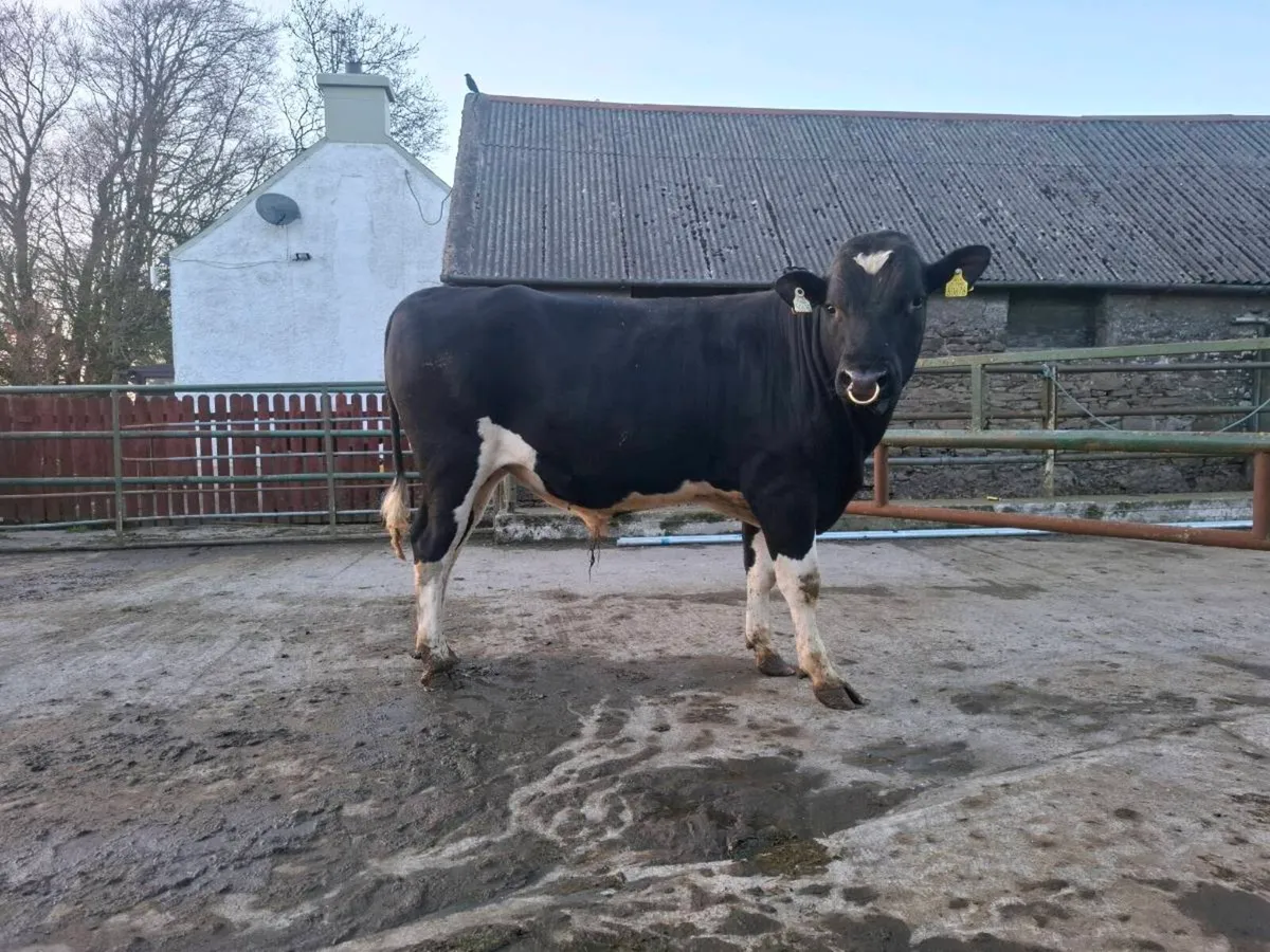 Friesian bull - Image 1