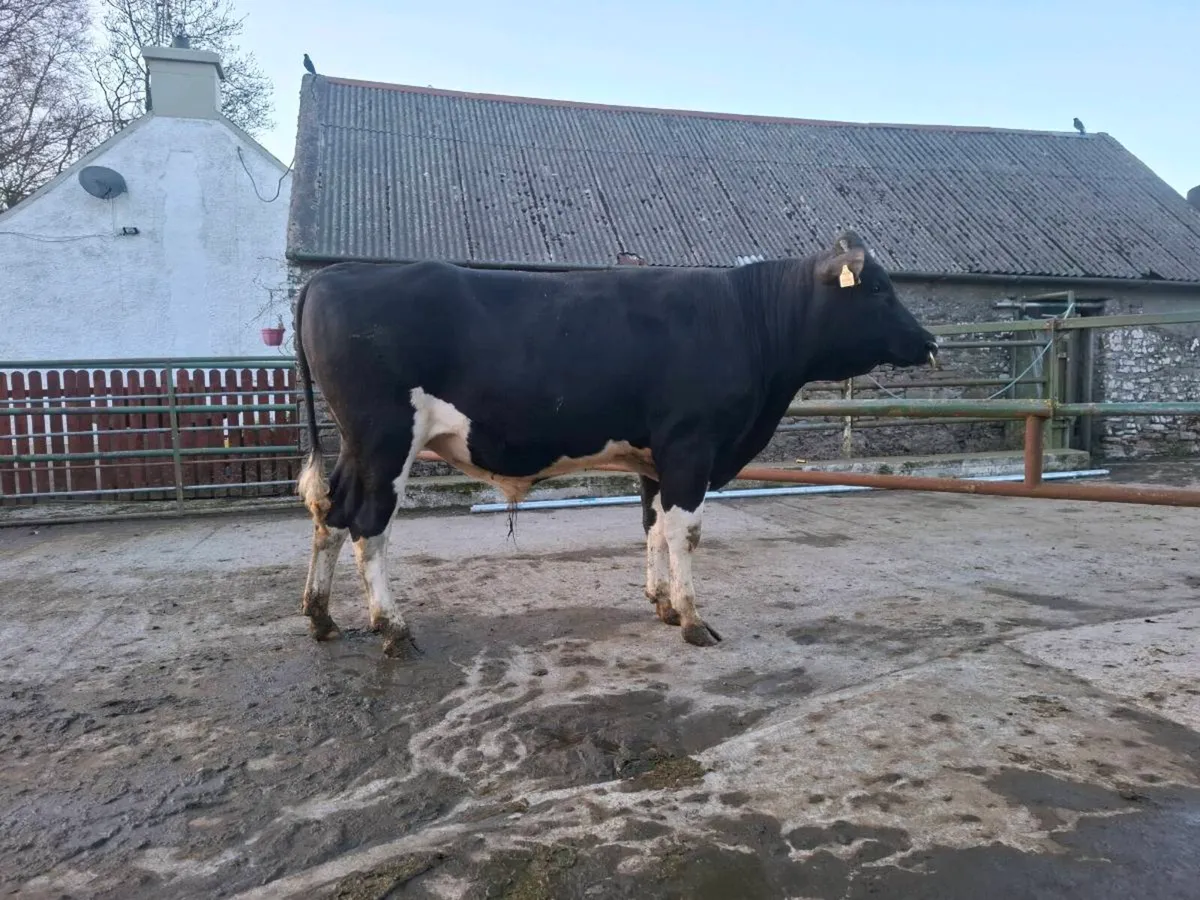 Friesian bull - Image 2