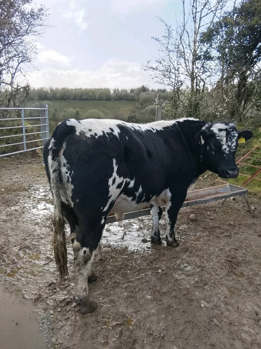 Incalf Droimeann Cow - Image 4