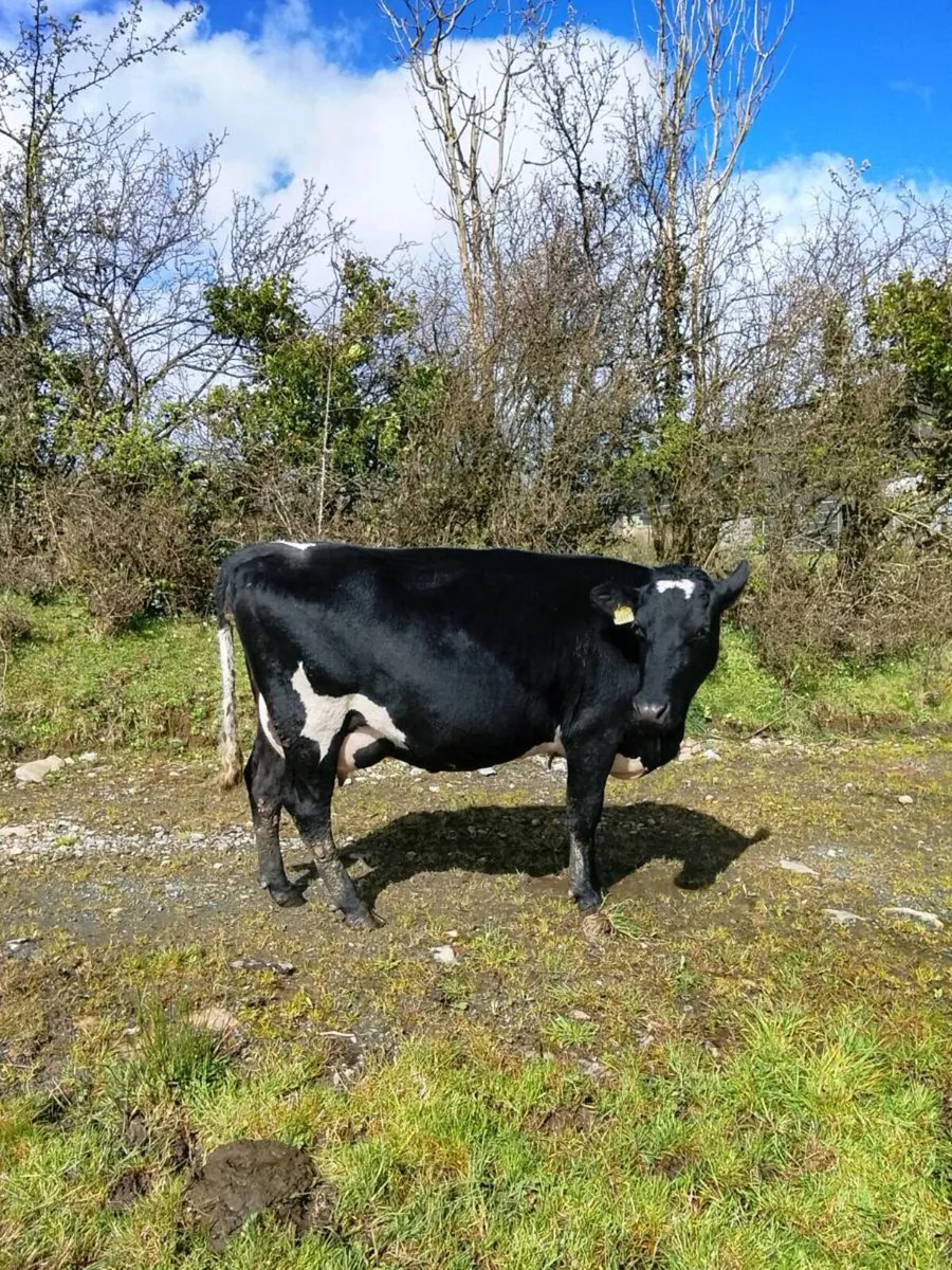 Incalf Droimeann Cow - Image 1