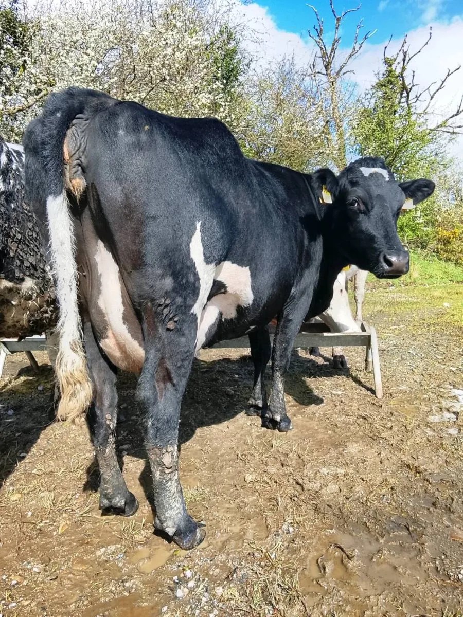 Incalf Droimeann Cow - Image 2