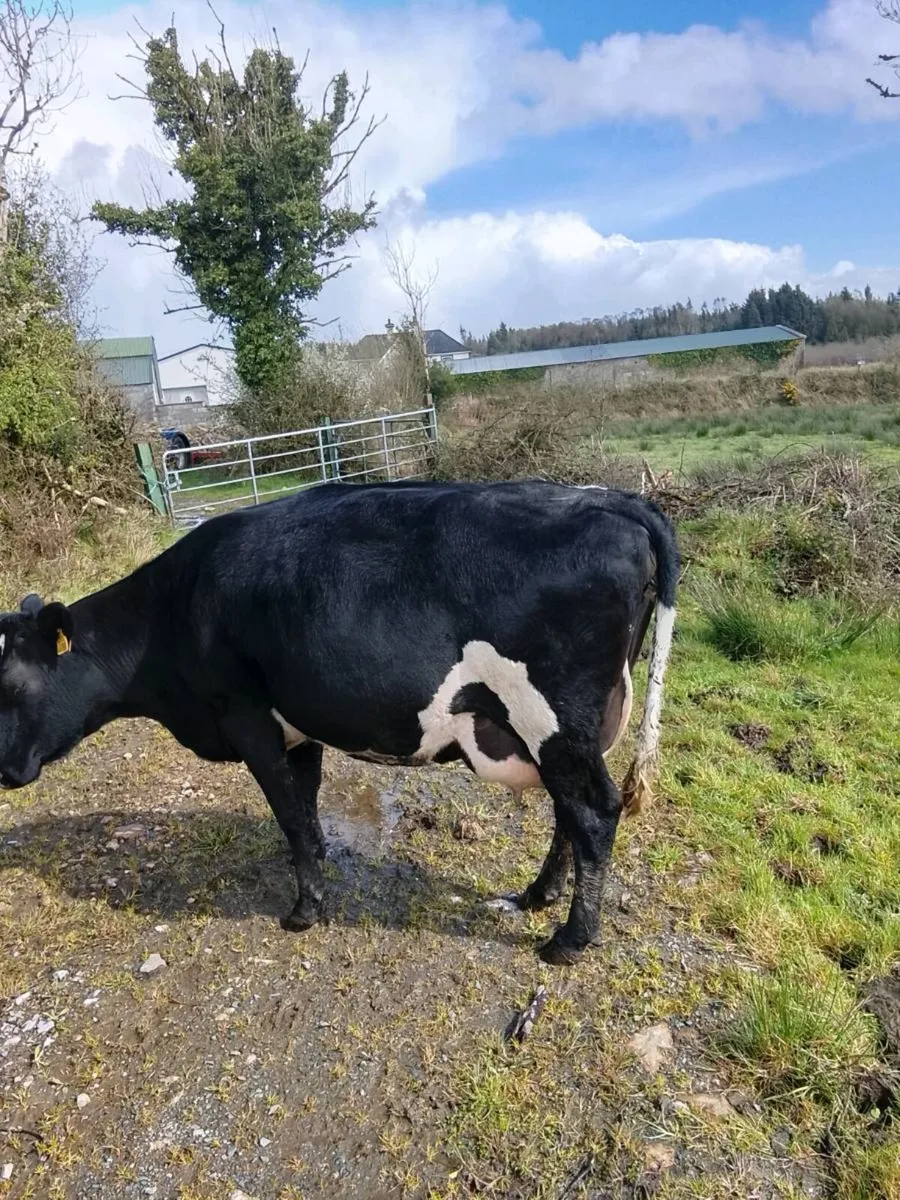 Incalf Droimeann Cow - Image 3