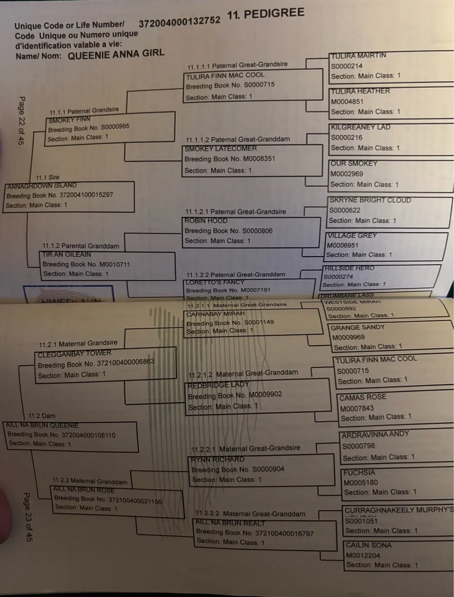 Connemara pony - Image 2