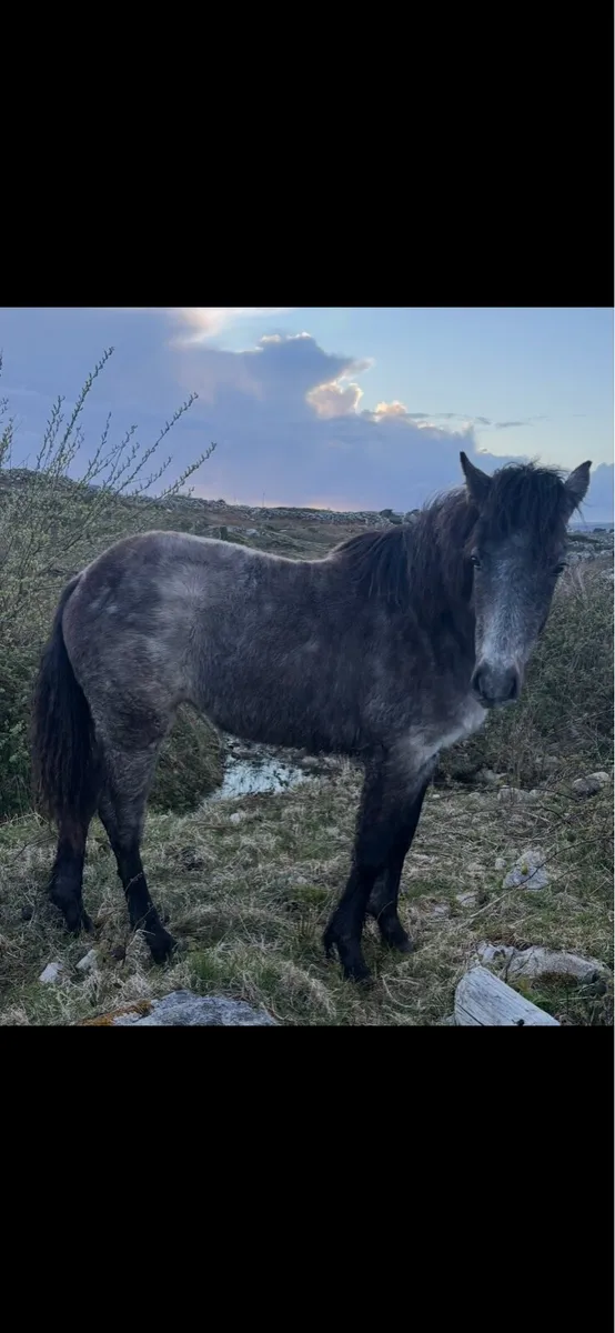 Connemara pony - Image 3