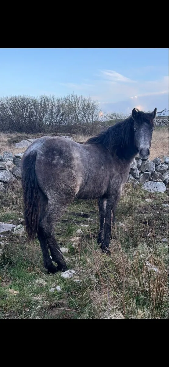 Connemara pony - Image 4