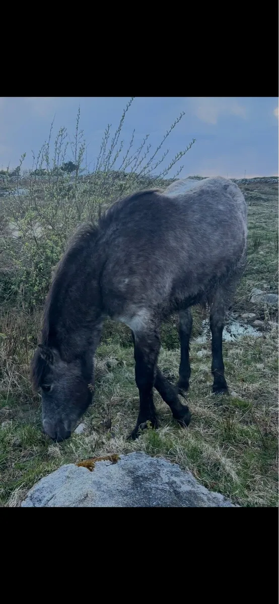 Connemara pony - Image 4