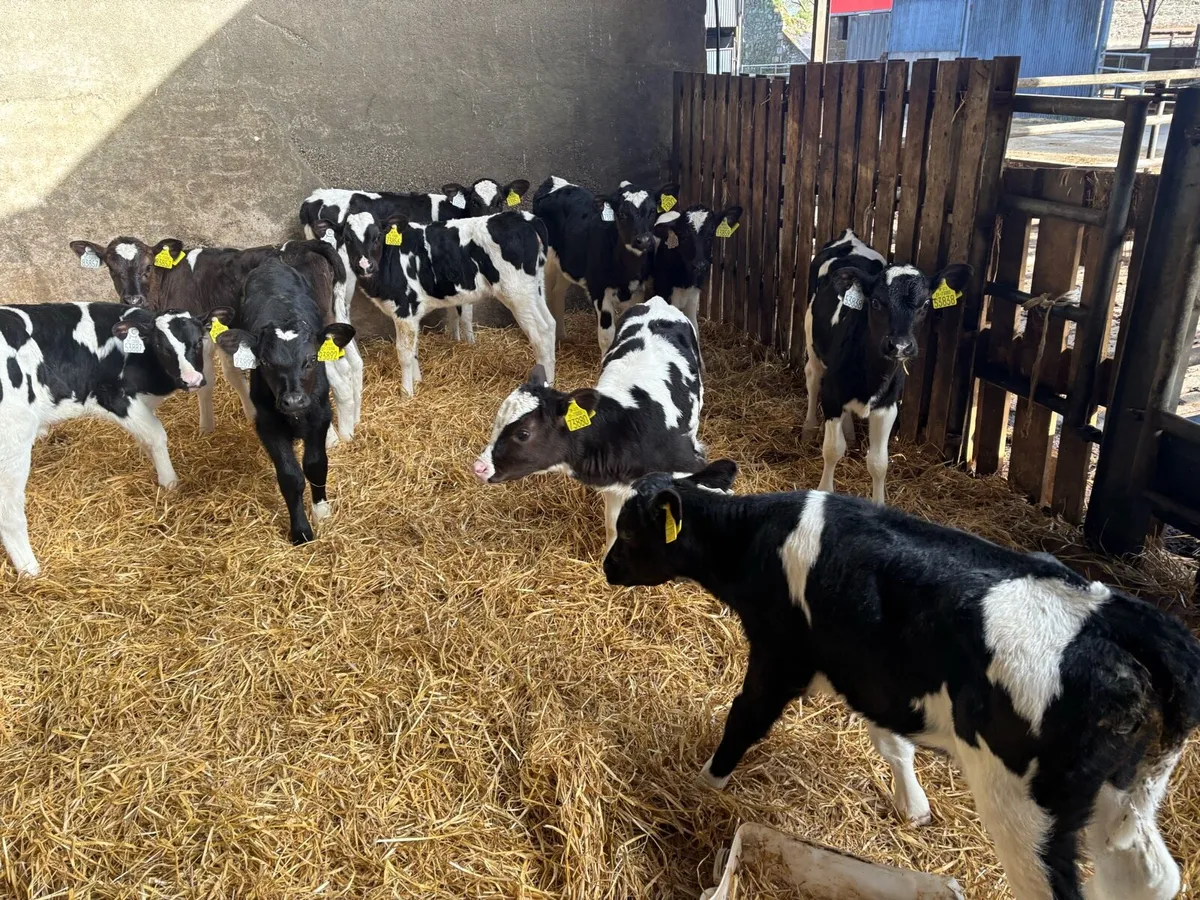 High €BI Heifer calves - Image 4