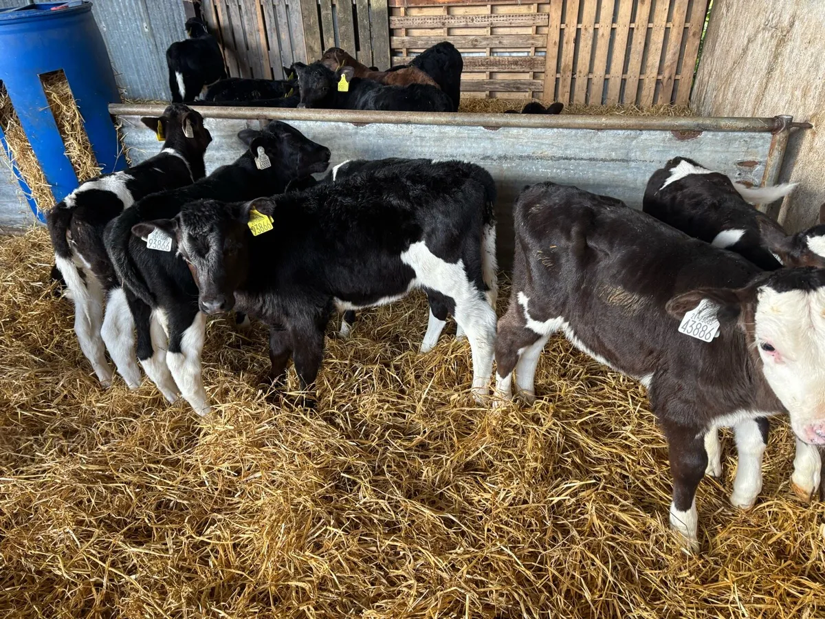 High €BI Heifer calves - Image 3