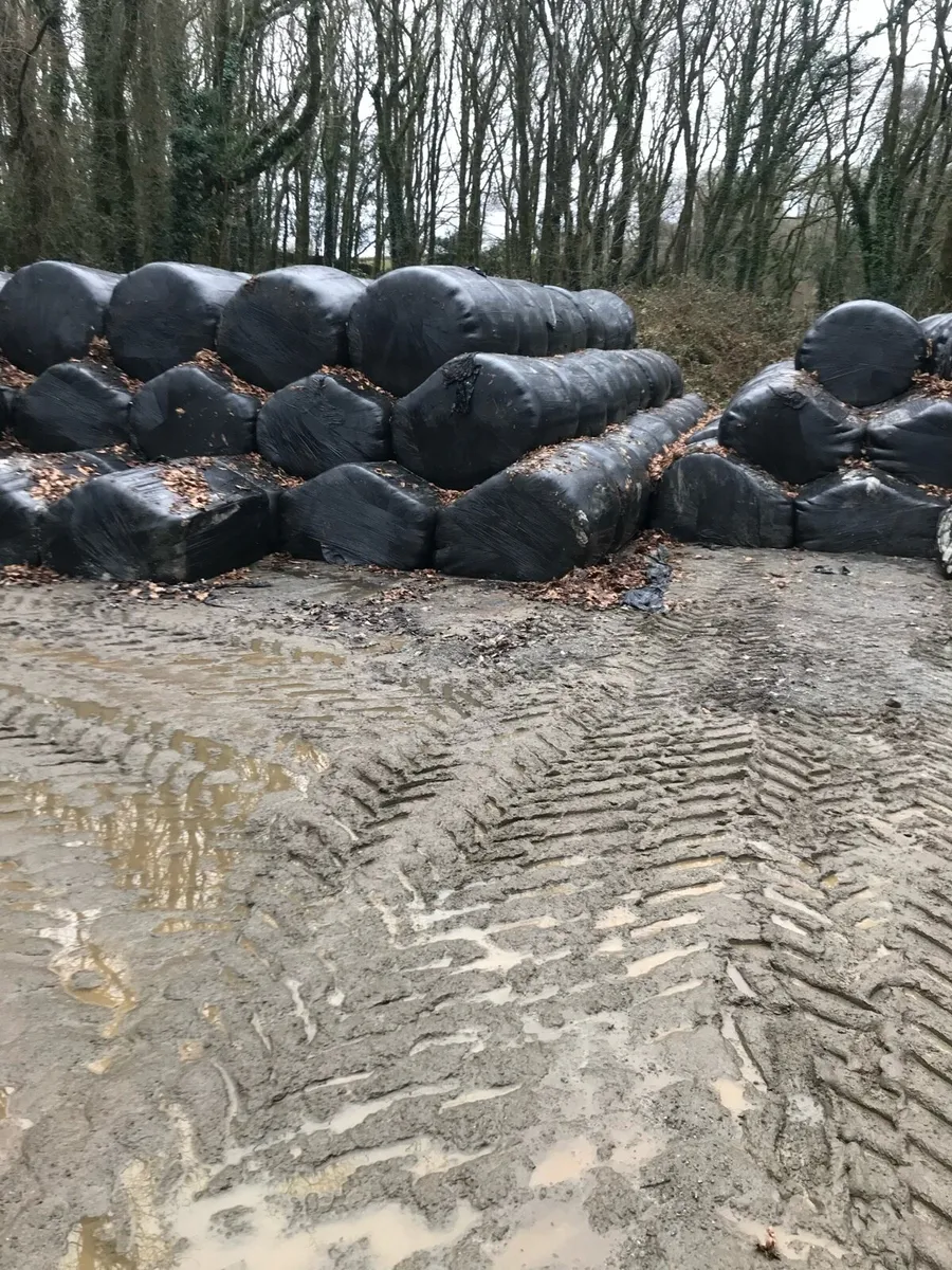 Silage bales - Image 1