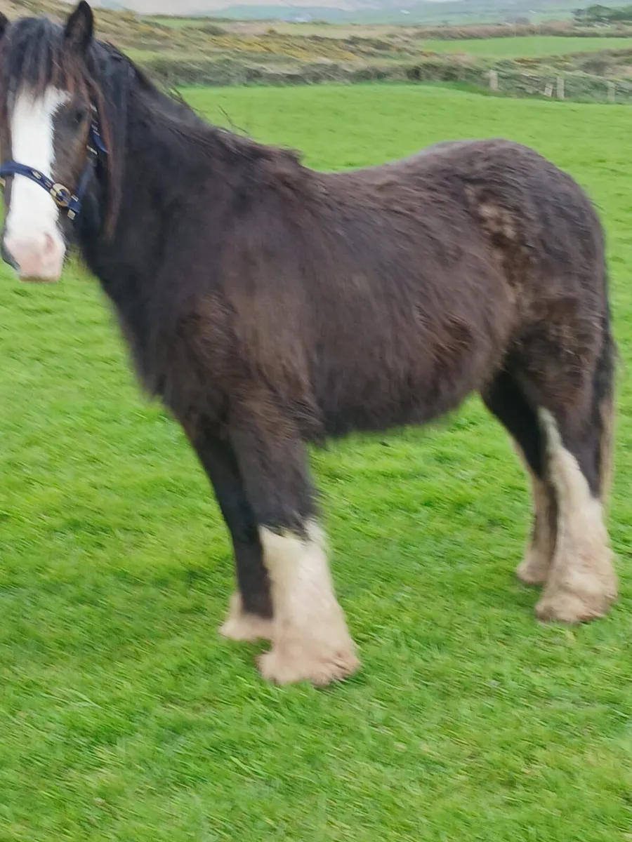 2yo gelding   14.1hh at present to make 15.1 - Image 2