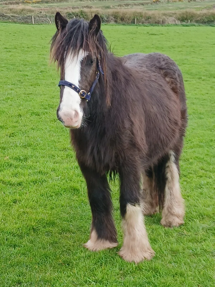 2yo gelding   14.1hh at present to make 15.1 - Image 1