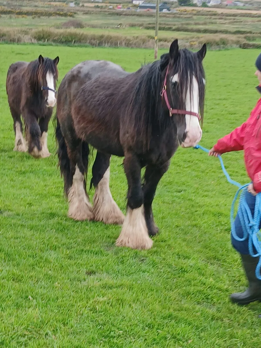 2yo gelding   14.1hh at present to make 15.1 - Image 4