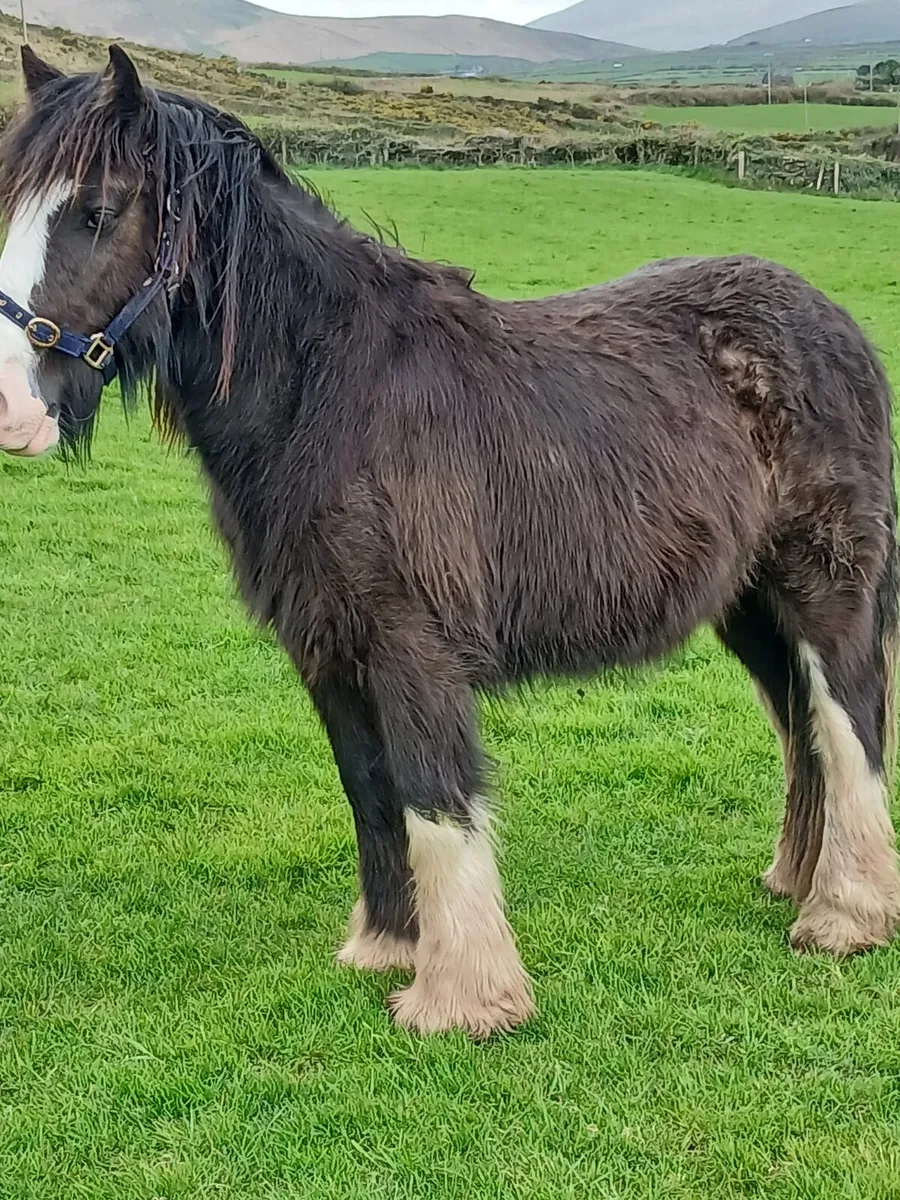 2yo gelding   14.1hh at present to make 15.1 - Image 3