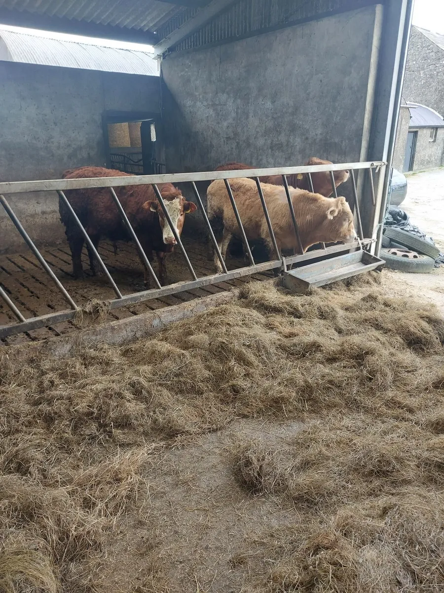 Bull weanlings - Image 1