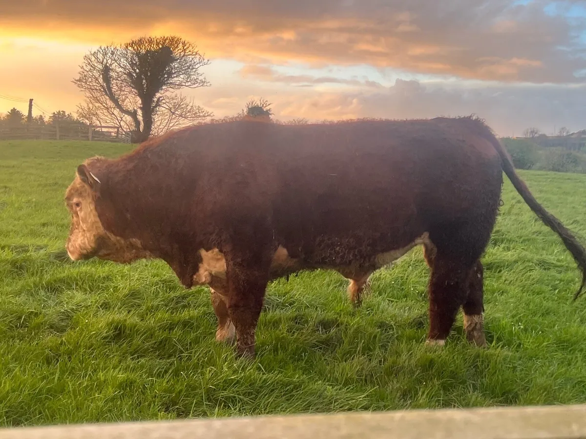 GORTATLEA MART WEDNESDAY PBR HEREFORD BULLS - Image 2