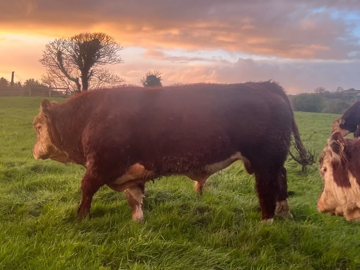 GORTATLEA MART WEDNESDAY PBR HEREFORD BULLS - Image 1