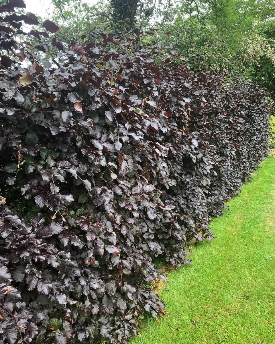 Laurel Hedging - Image 3