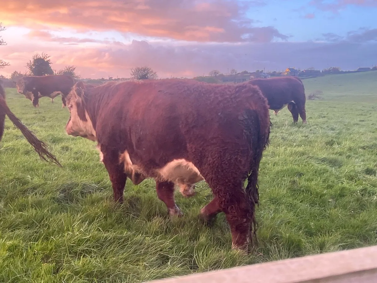 GORTATLEA MART WEDNESDAY PBR HEREFORD BULLS - Image 4