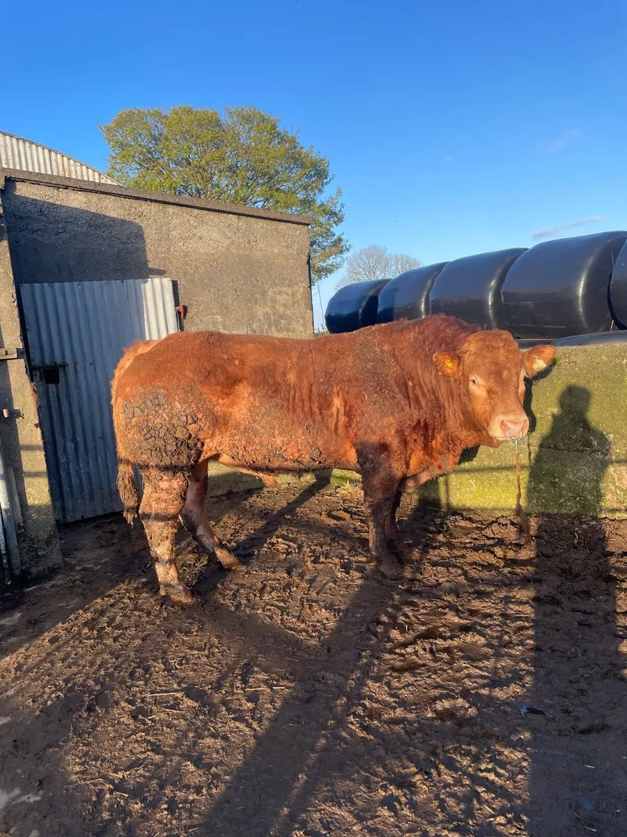 Pb Limousine bull - Image 1