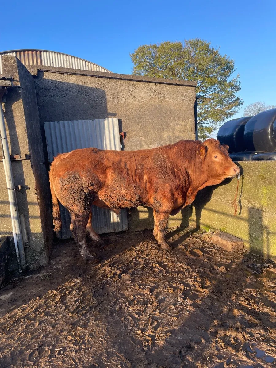 Pb Limousine bull - Image 2