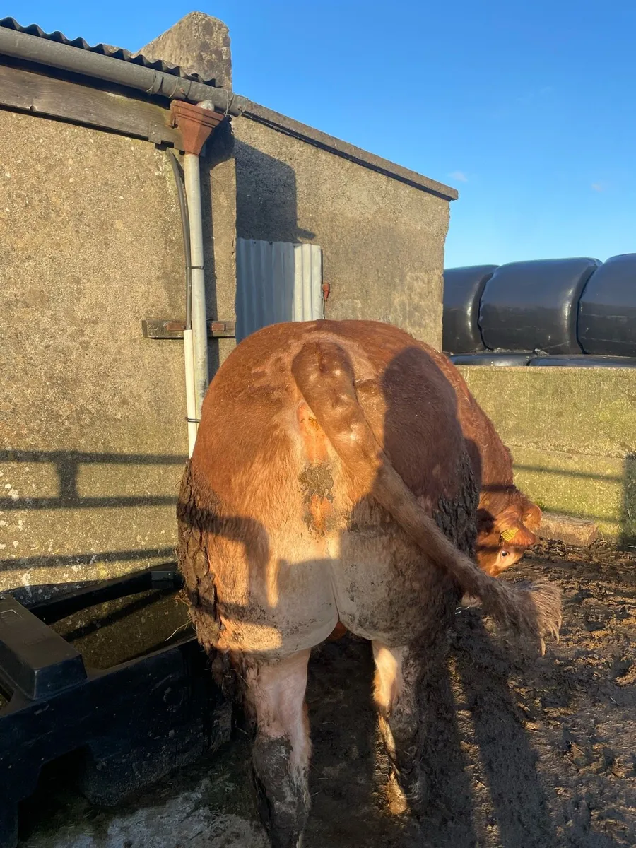 Pb Limousine bull - Image 3