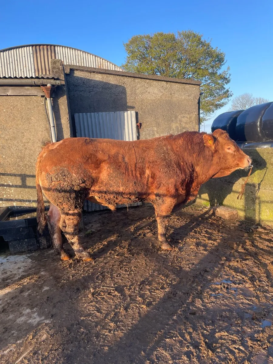 Pb Limousine bull - Image 4